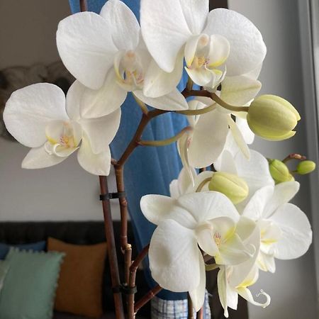 Libellula Apartman Hévíz Dış mekan fotoğraf