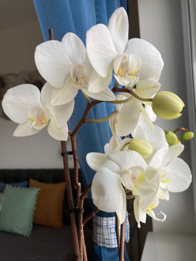 Libellula Apartman Hévíz Dış mekan fotoğraf